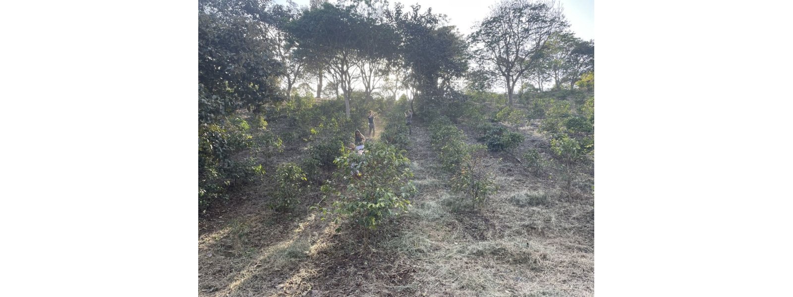 Hvad er skov kaffe i speciality verden - og er det noget nyt?